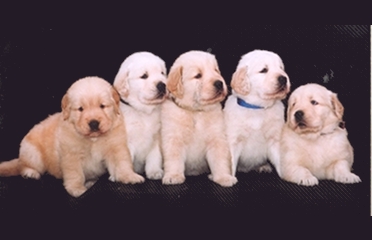 Brittany's '03 Litter